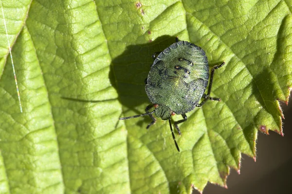 Πράσινο βρώμα bug — Φωτογραφία Αρχείου