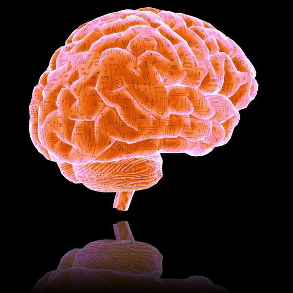 stock image Brain - isolated