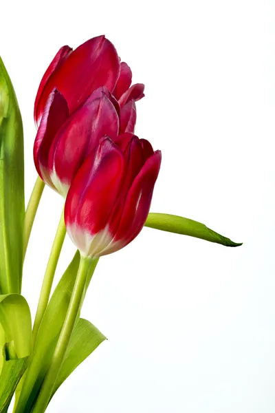Rode tulpen Stockafbeelding