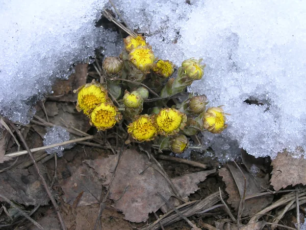 stock image Small yellow flowers