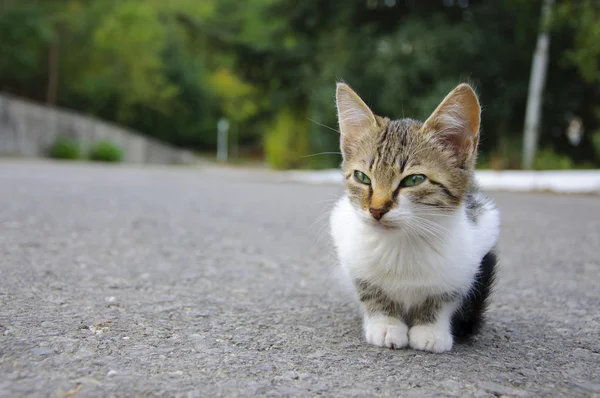Stray kitten — Stock Photo, Image