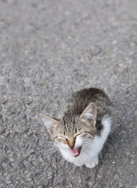 yolunu yitirmek kedi