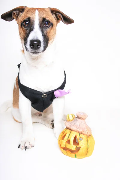 Jack Russell Terrier e Jack-O-Lanterna — Foto Stock