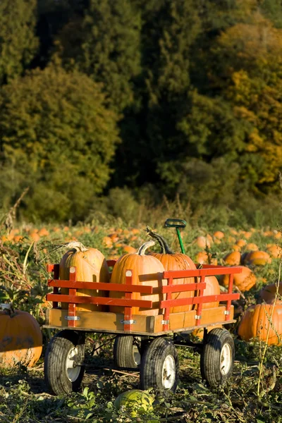 Pumpkin harvest — Stock Photo, Image