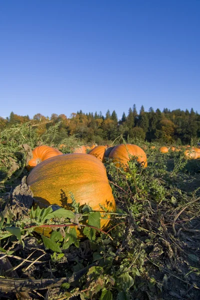 Pumpkins harvest — Stock Photo, Image