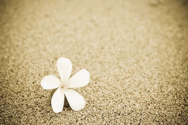 Plajda Tek Bir Çiçek Bir Atış — Stok fotoğraf
