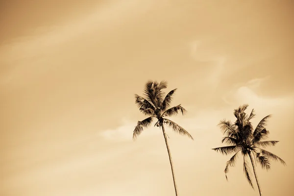 Знімок Пари Пальмових Або Кокосових Дерев — стокове фото