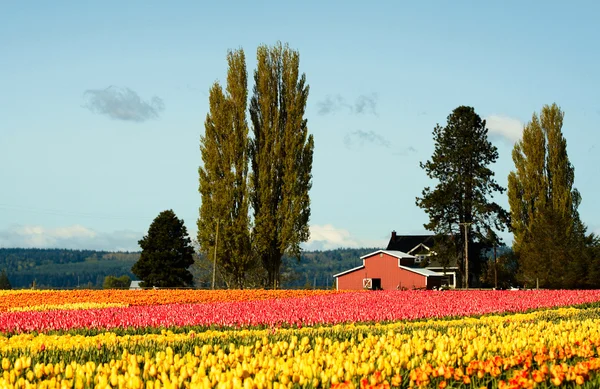 Zdjęcia Piękne Kolorowe Tulipany Pola — Zdjęcie stockowe