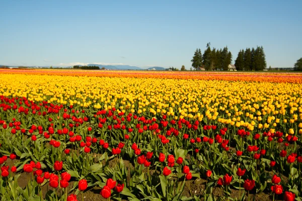 Shot Beautiful Colorful Tulip Field — Stock Photo, Image