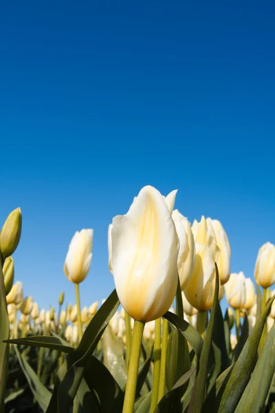 Białe tulipany — Zdjęcie stockowe