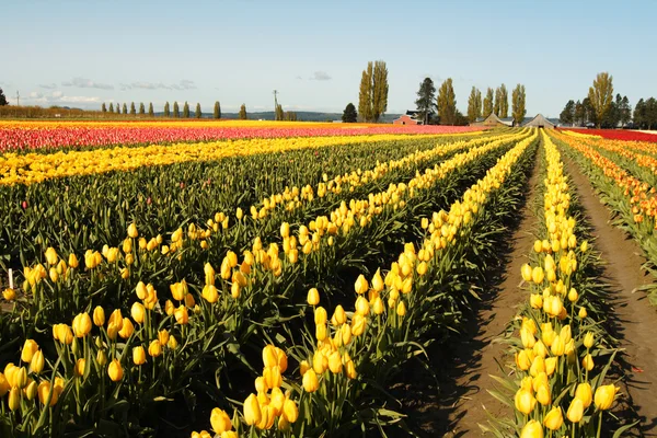 Tiro Hermoso Colorido Campo Tulipanes —  Fotos de Stock