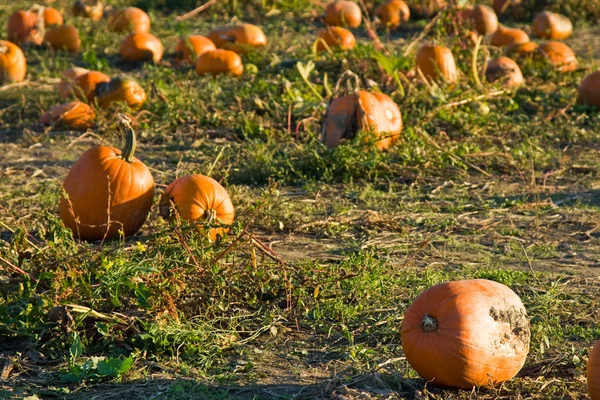 Pumpkin patch — Stock Photo, Image