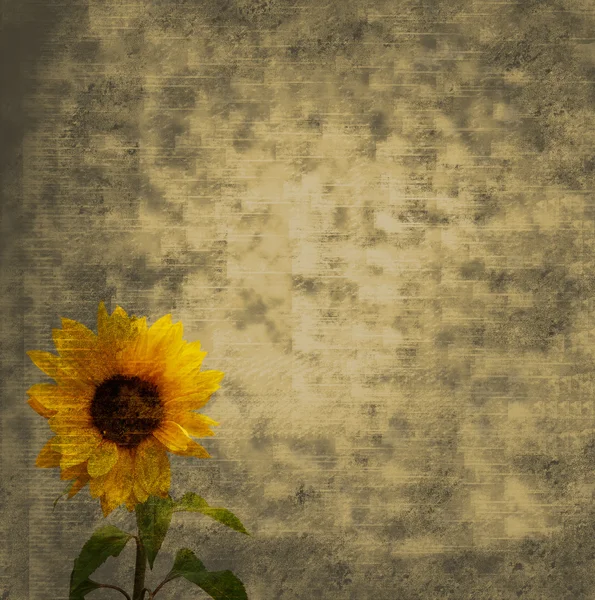 stock image A sunflower over a grungy background