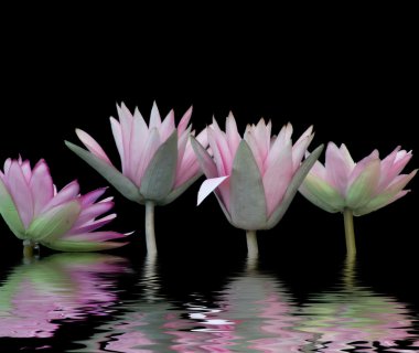 Water-lilies clipart