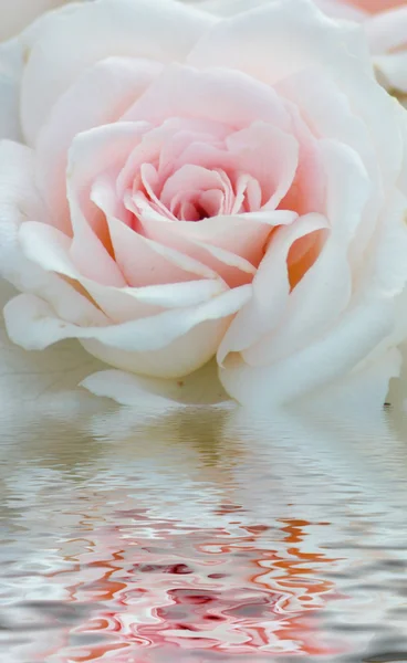 Una Rosa —  Fotos de Stock