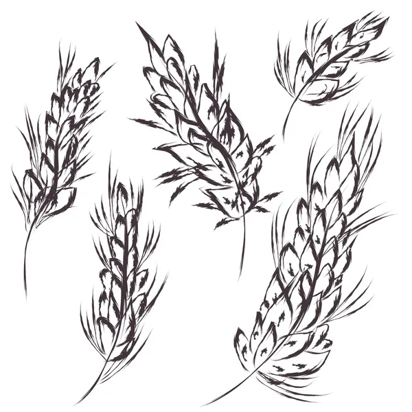 Pšenice symbolu skica — Stockový vektor