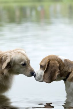 Evcil köpekler