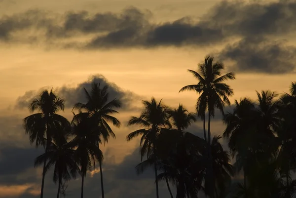 stock image Sunset in Sabah