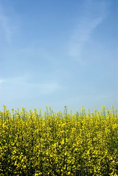 stock image Summer Field