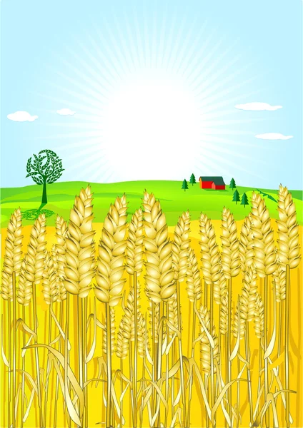 Campo de grano — Vector de stock