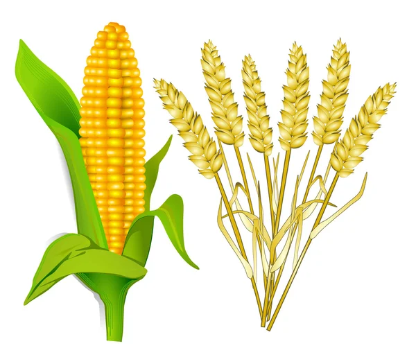 Corn and grain — Stock Vector