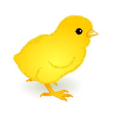 Yellow fledgling clipart