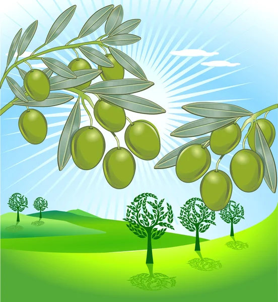Oliven Und Frisch Geerntete Oliven — Stockvektor