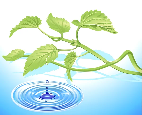 Växt- och droppe vatten — Stock vektor