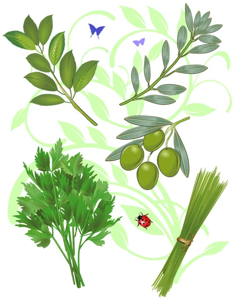 Green herbs — Stock Vector