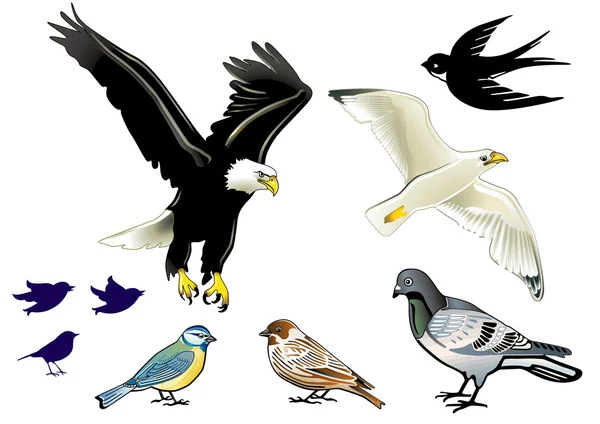 Птицы на белом — стоковый вектор