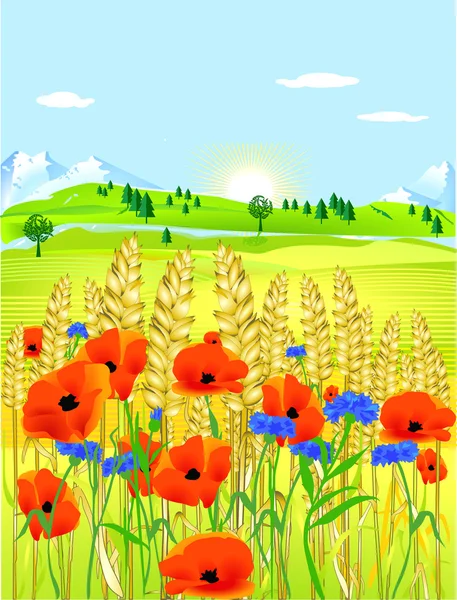 Grainfield with flowers — Stock Vector