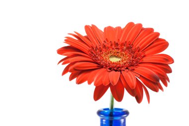 kırmızı gerbera