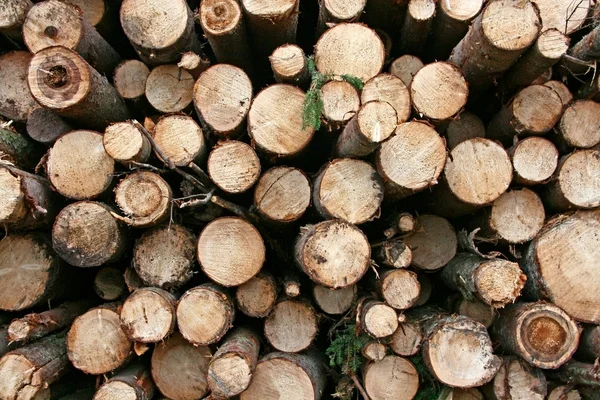 Logs. — Stock Photo, Image