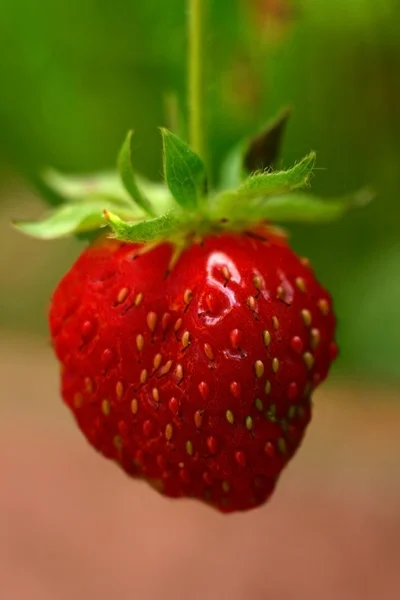 Stock image Strawberry