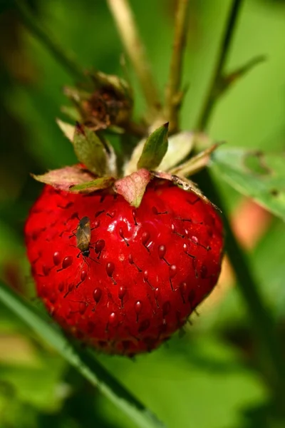 Stock image Beetle and strawberry