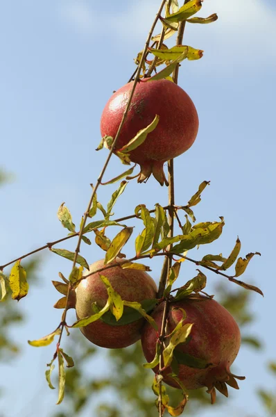 Granátové jablko na větvi — Stock fotografie