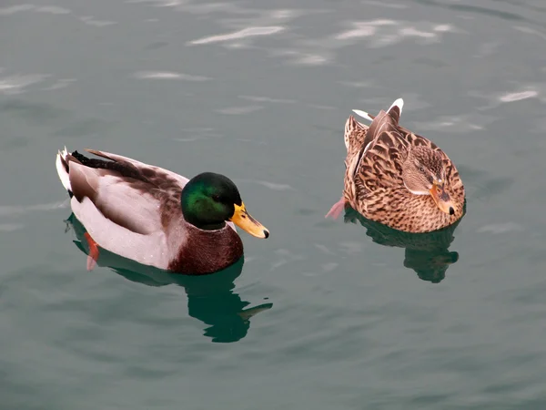 stock image Two Ducks in the River