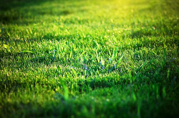 De zon schijnt een groene zomer gras. een close up. Stockfoto