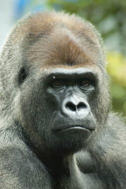 Gorilla face clipart