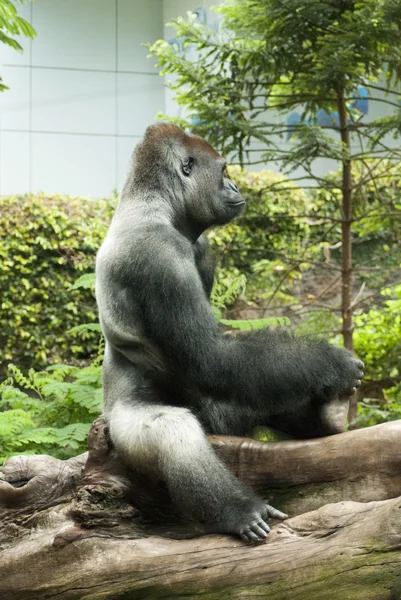 Cara de gorila — Foto de Stock