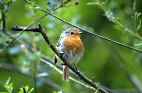 Robin red breast — Stock Photo, Image