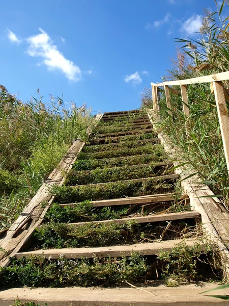 Деревянная лестница Стоковое Фото
