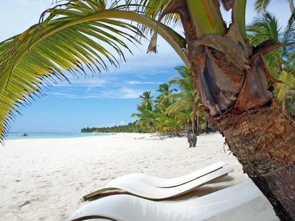 Karayip Denizi Dominik Cumhuriyeti ada saona — Stok fotoğraf