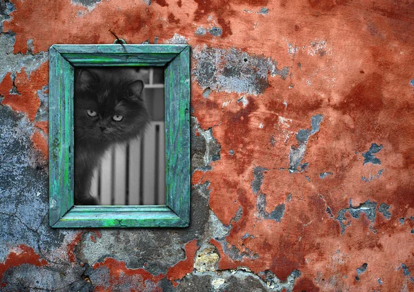 벽에는 빈티지 프레임에 고양이의 — 스톡 사진