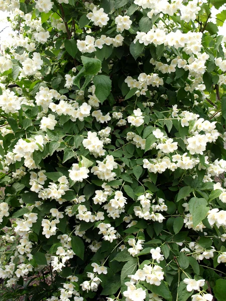 Big Bush Blooming Jasmine Spring Flowers — Stock Photo, Image