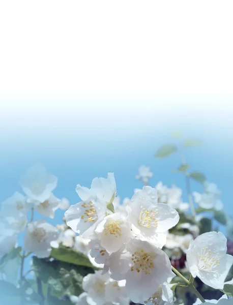 Jasmijn Bloemen Tegen Blauwe Witte Achtergrond Grens — Stockfoto