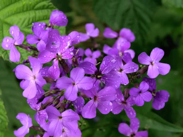 叶面肥的黑暗背景上紫色的小花特写 — 图库照片