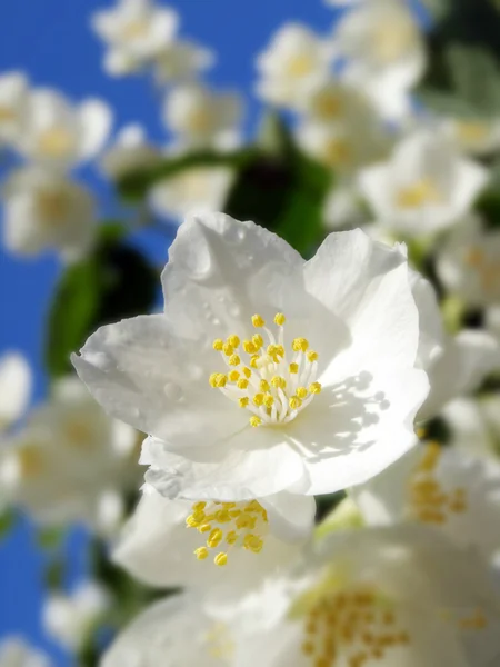 Jasmine fresco hermoso — Foto de Stock