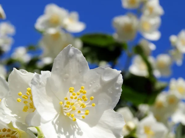 Fresh jasmine with drops of rain — Stock Photo, Image