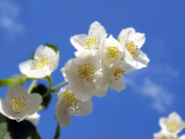 Une branche de jasmin frais — Photo